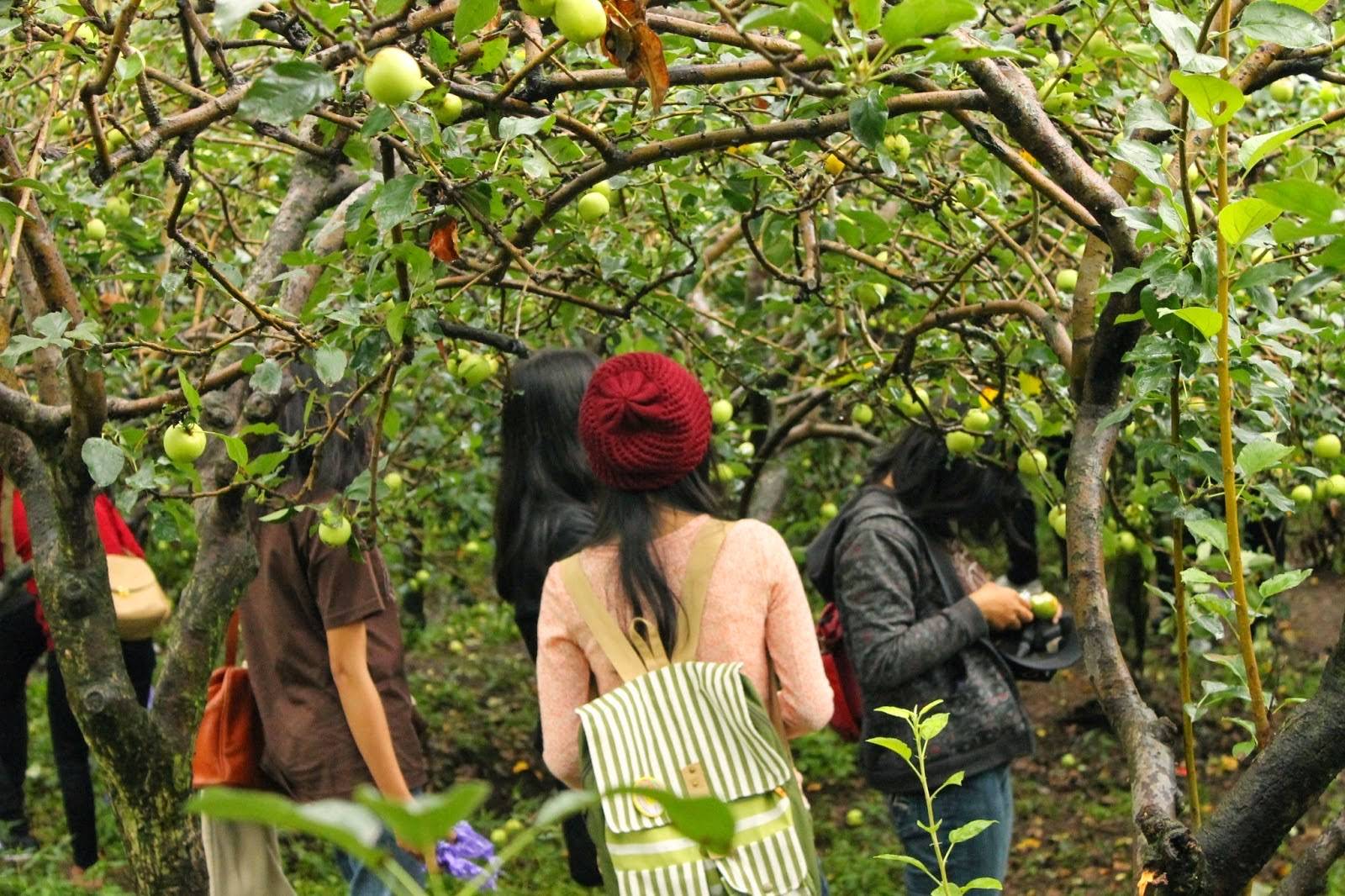 Travellers picking apples in a Batu orchard
