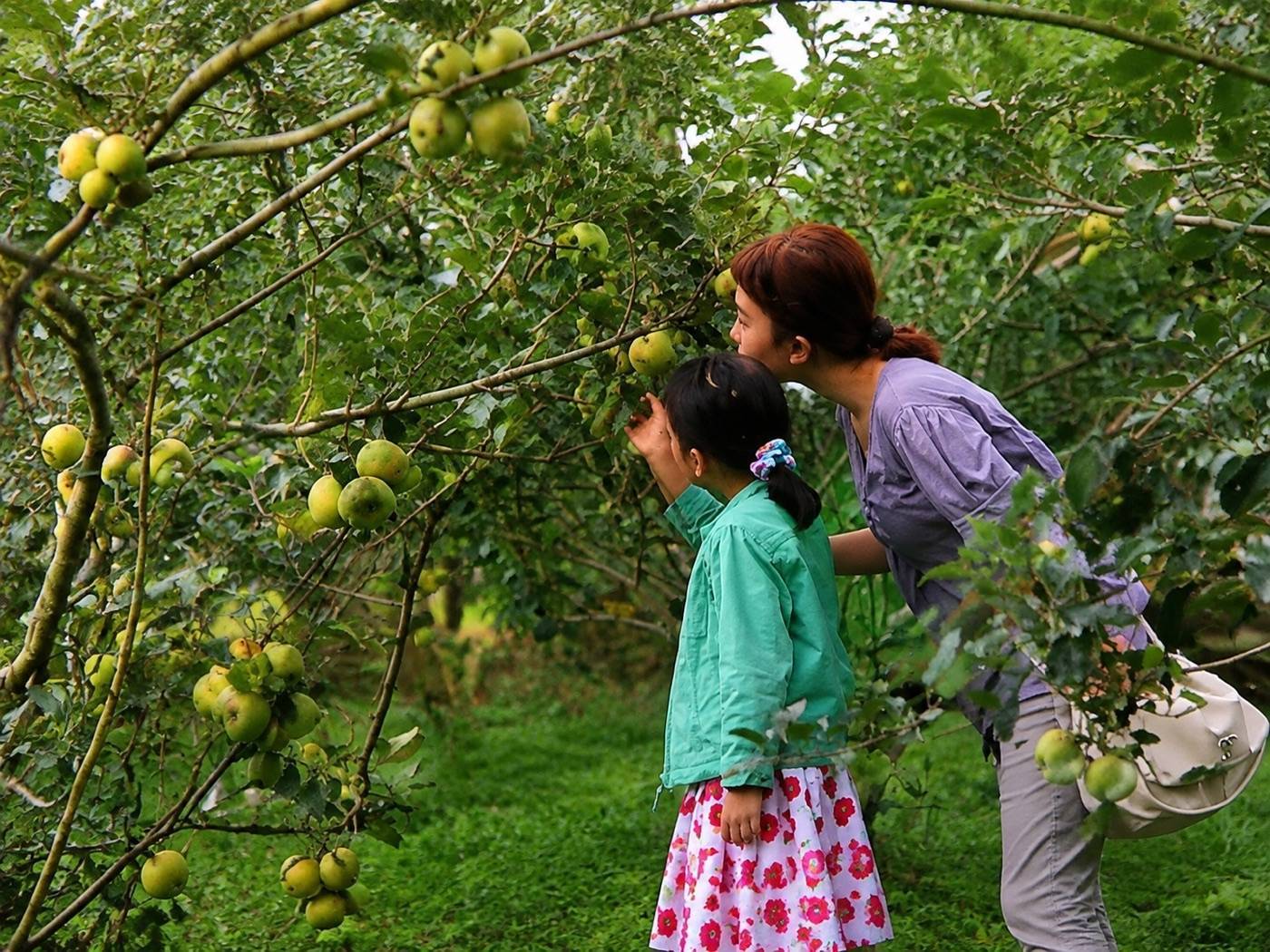 Mother and child picking apples in a Batu Malang orchard